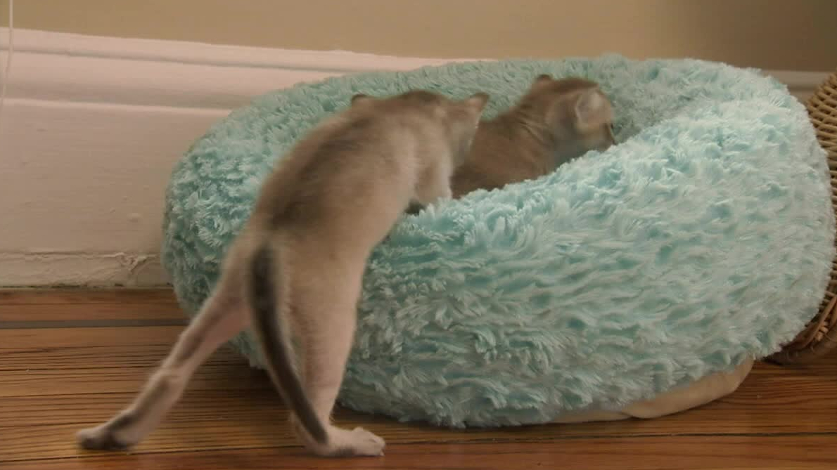 Replay Too Cute Himalayens Singapuras Et Munchkins Du 6ter