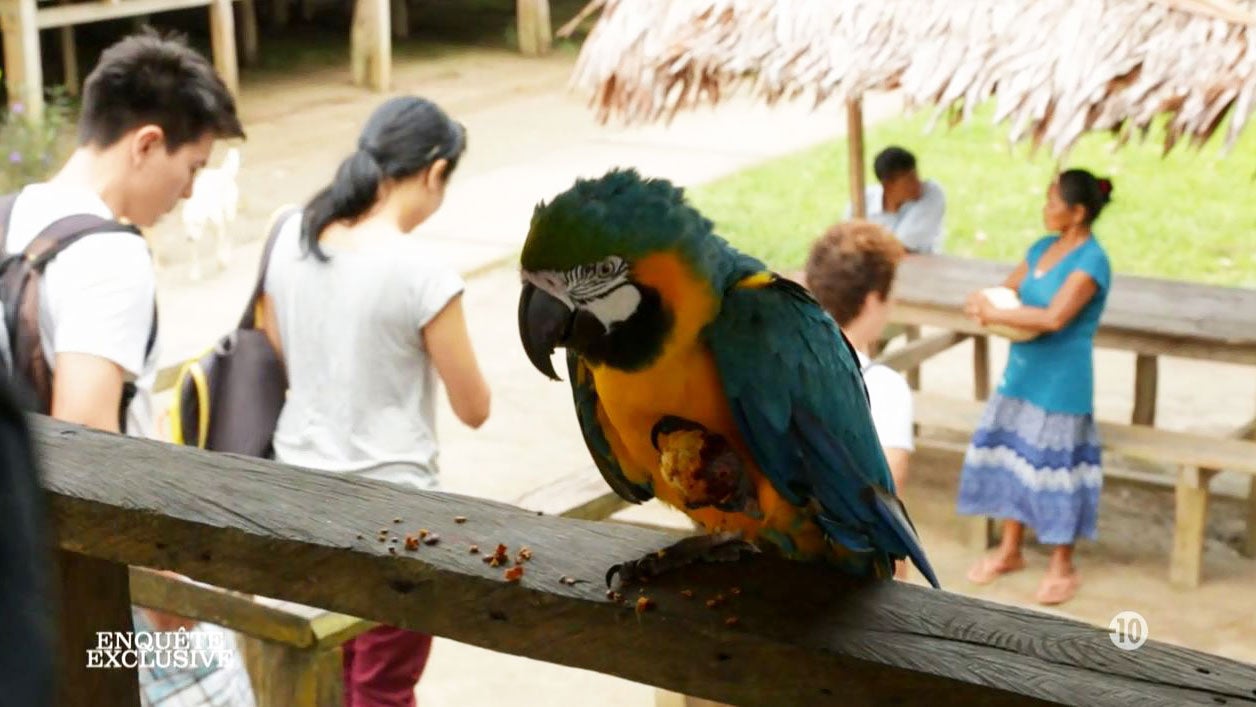 Enquête exclusive : Tourisme de luxe et narcotrafic : le nouveau visage de l'Amazonie 
