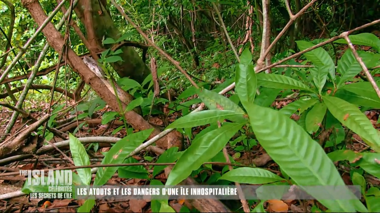 The Island : Où chasser sur une île inhospitalière ?