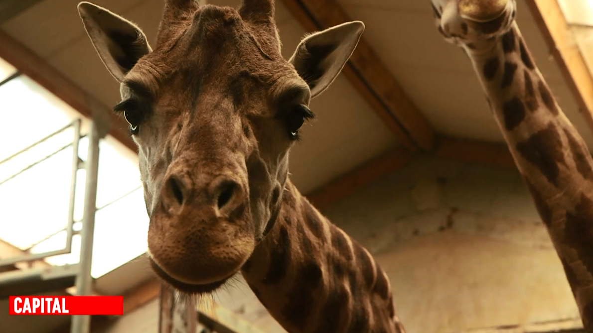 Capital : Zoos, parcs d'attractions : grands spectacles et grosses dépenses !