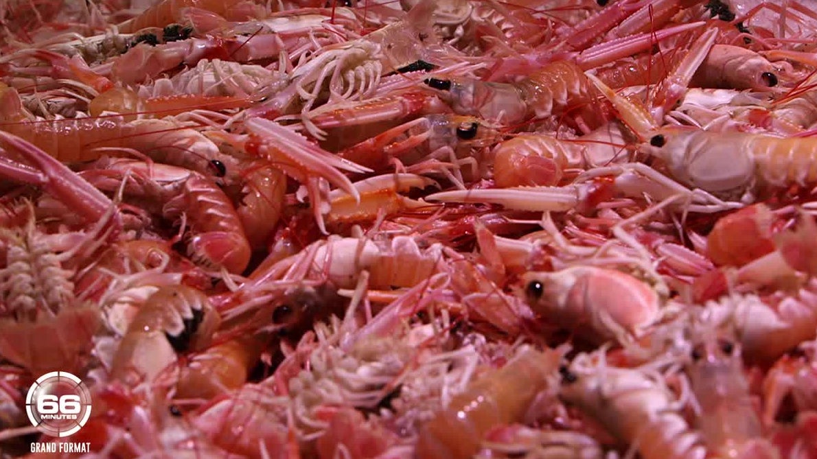 66 Minutes : Le grand rush de la rentrée à l’hypermarché