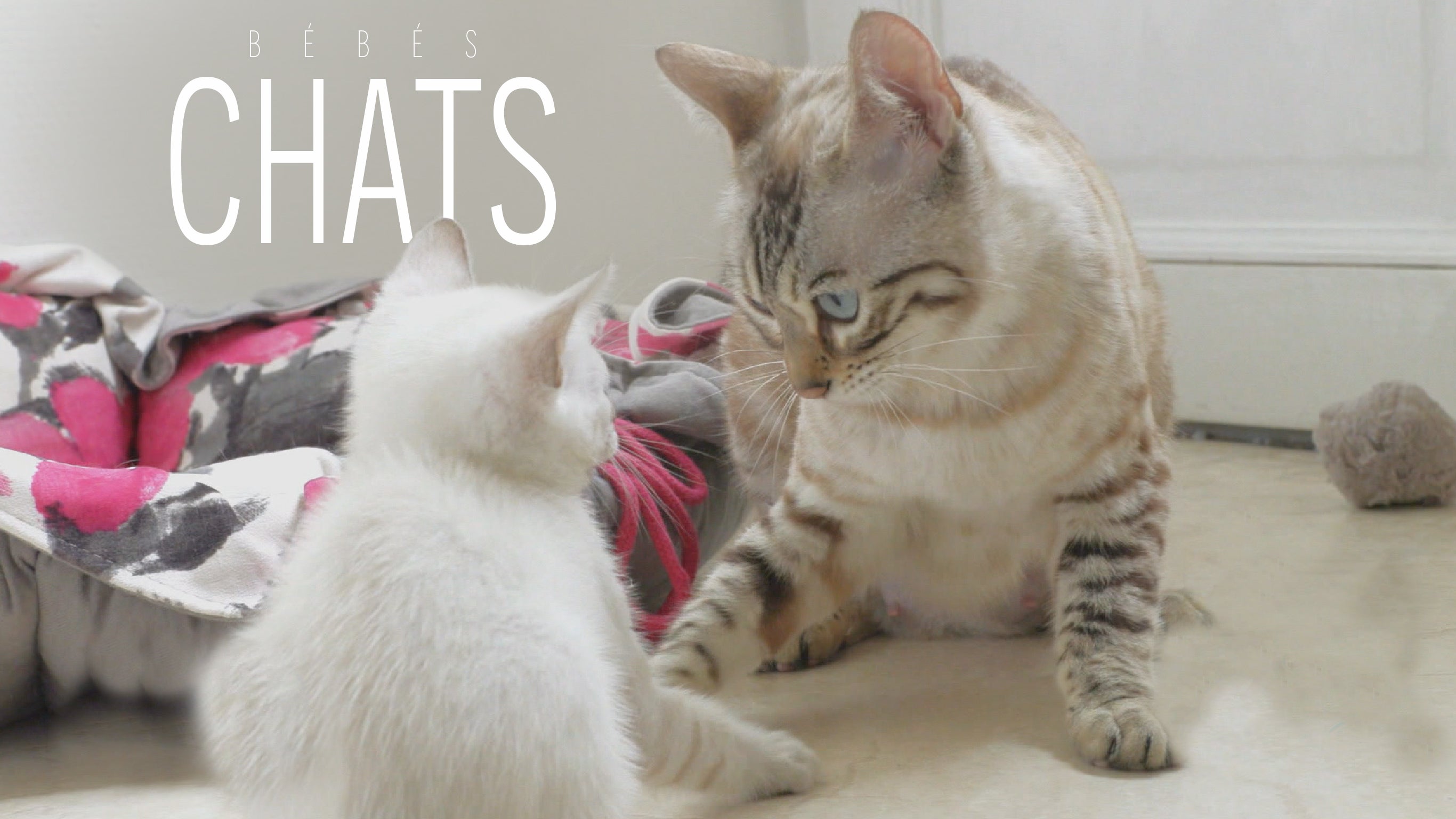 Bebes Chats Sur Rtlplay Voir Les Episodes En Streaming