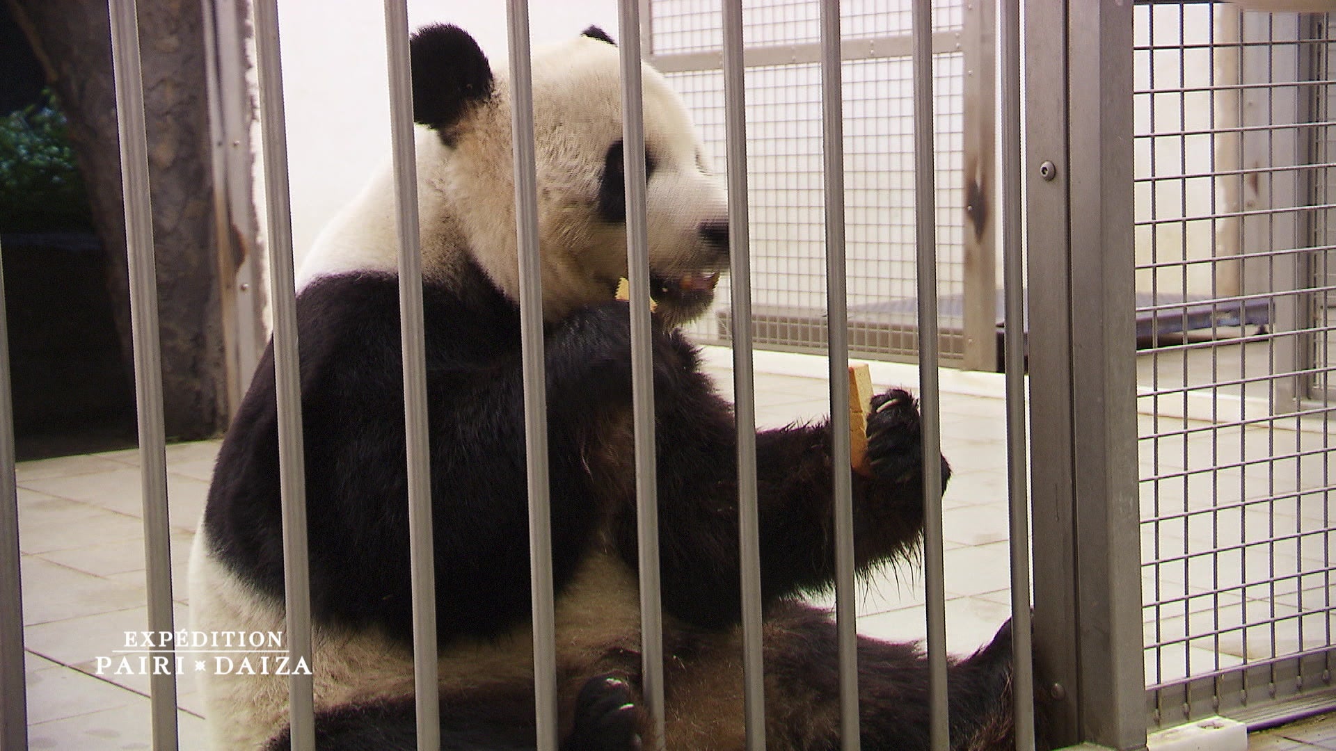 Expedition Pairi Daiza Sur Rtlplay Voir Les Episodes En Streaming Gratuit