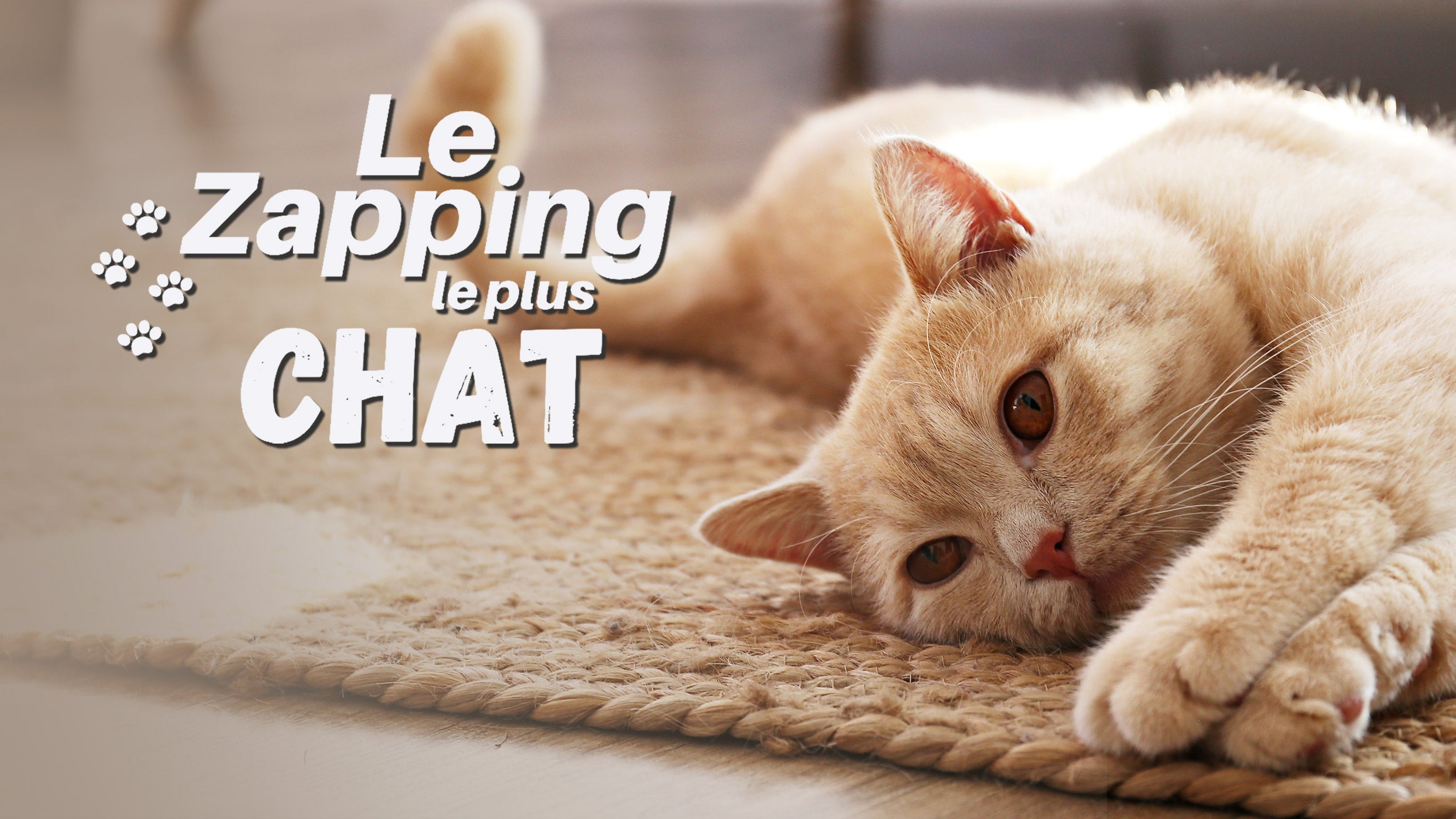 Le Zapping Le Plus Chat Sur 6play Voir Les Episodes En Streaming