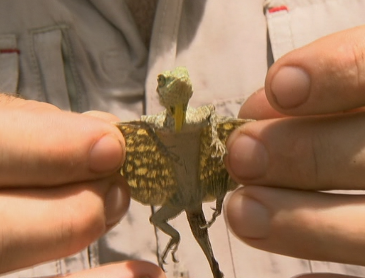 Bande-annonce 6ter : Indonésie : le dragon volant