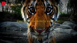 Uhode u tigrovoj prašumi en replay