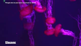 Aquatis : le plus grand aquarium-vivarium d'eau douce en Europe