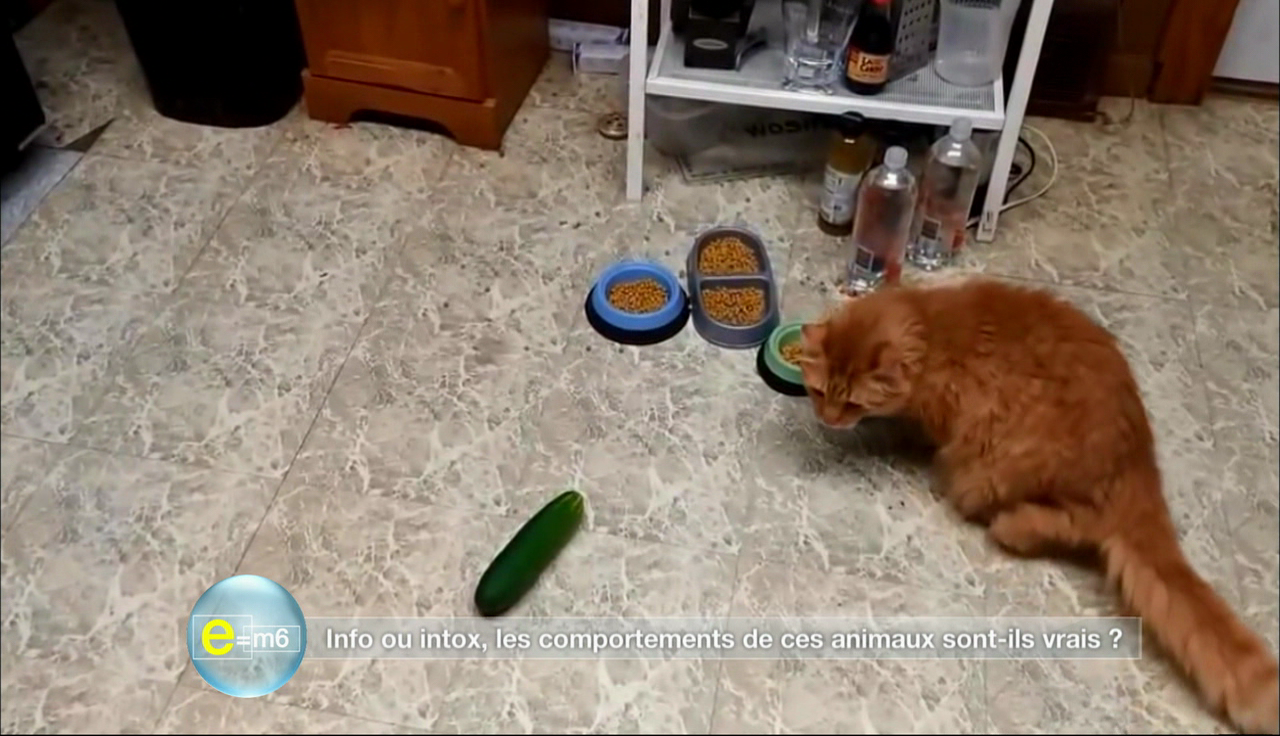 E=M6 : Les chats ont-ils la phobie des concombres ?