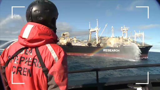 Enquête exclusive : L'association Sea Sheperd à la poursuite des chasseurs de baleines, les nouveaux scandales de la maltraitance animale dans Enquête Exclusive dimanche à 21:00 sur M6
